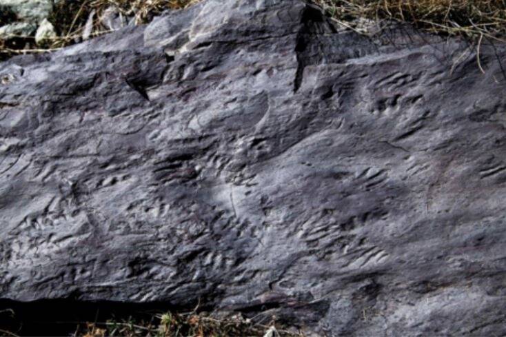 Des fossiles vieux de plus de 260 millions d'années retrouvés dans le parc national du Mercantour