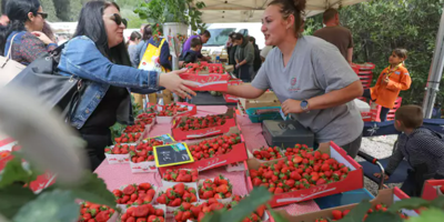Découvrez le programme de la Fête des fraises à Carros ce week-end