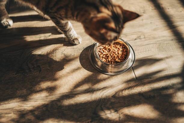 Des croquettes pour chat de la marque Carrefour rappelées en raison d'une contamination à la salmonelle