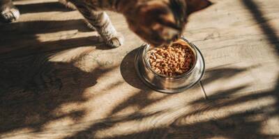 Des croquettes pour chat de la marque Carrefour rappelées en raison d'une contamination à la salmonelle