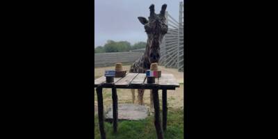 Coupe du monde de rugby: la girafe Obano a livré son pronostic avant Uruguay- France