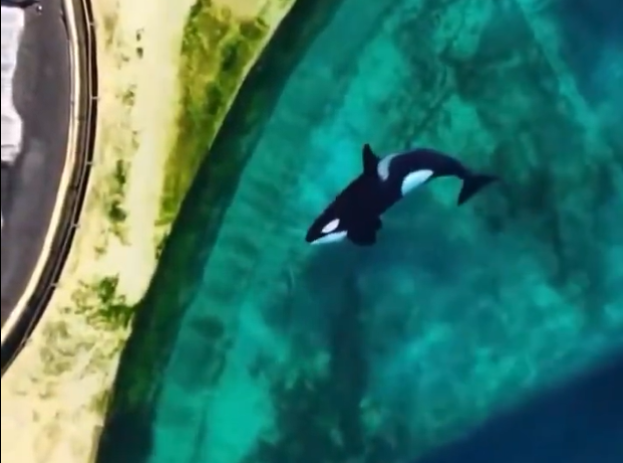 Des orques "à l'abandon" dans "des bassins infestés d'algues", des salariés menacés de mort... une vidéo vue des millions de fois relance la polémique à Marineland