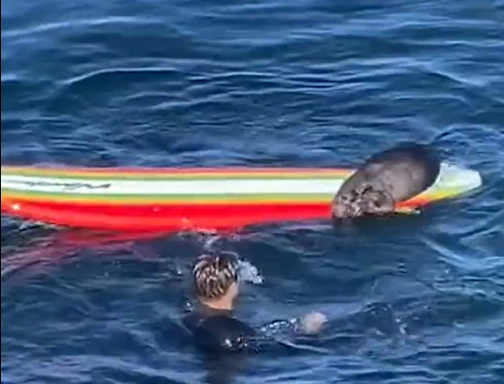 Cette loutre attaque les surfeurs et leur vole leur planche, les autorités lancent un avis de recherche