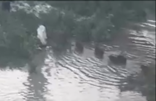 Les images surprenantes d'une famille de sangliers en balade dans le lit du Paillon à Nice