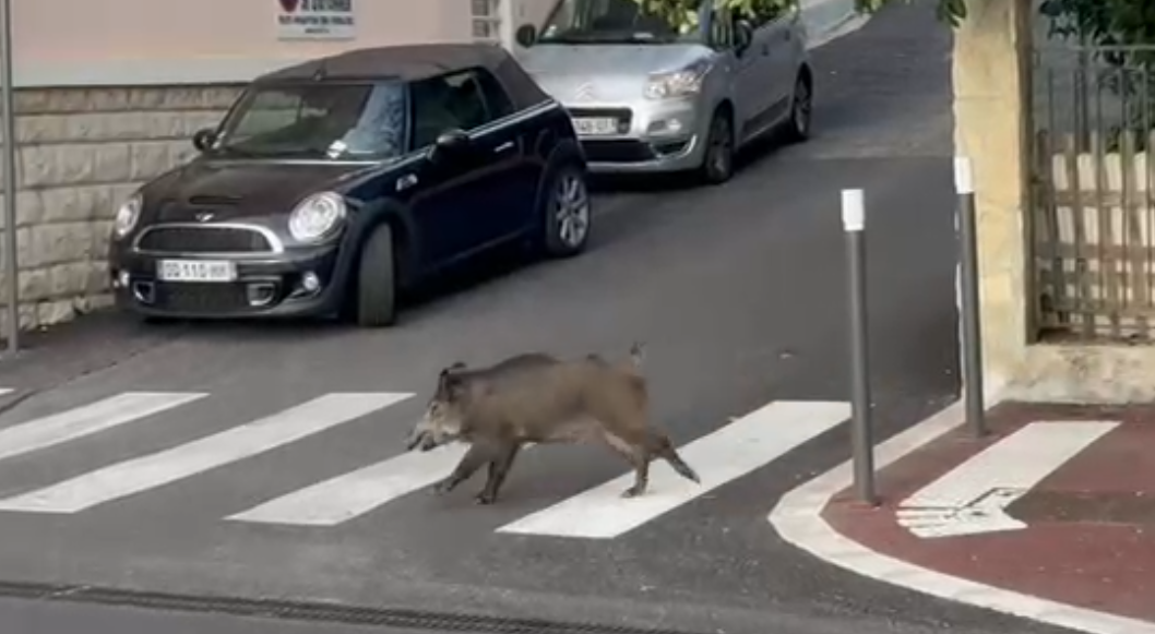 Un sanglier en furie blesse deux personnes, charge une voiture et défonce des vitrines dans le centre-ville de Grasse