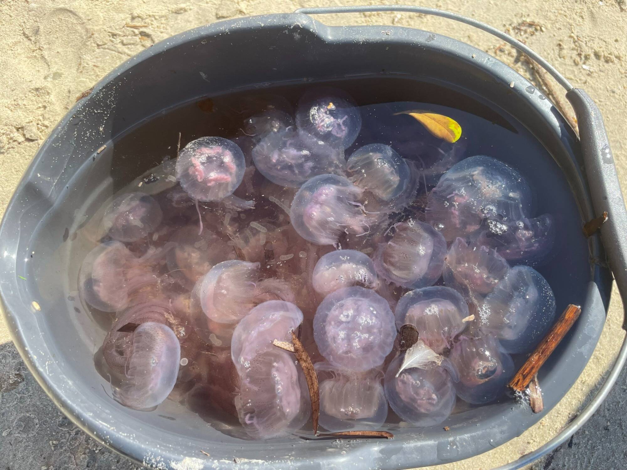 Pourquoi les filets anti-méduse sont-ils si peu utilisés sur les plages de  la Côte d'Azur? - Var-Matin