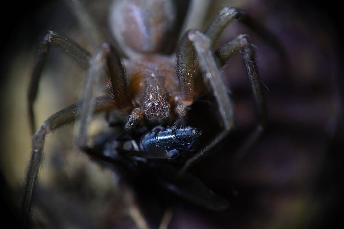 Une Araignée Peut Elle Pondre Sous La Peau Une araignée le mord dans son sommeil, sa peau et sa chair commencent à