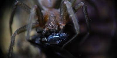 Une araignée le mord dans son sommeil, sa peau et sa chair commencent à nécroser