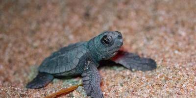 C'est unique et exceptionnel: des tortues caouannes sont encore nées sur une plage du Var