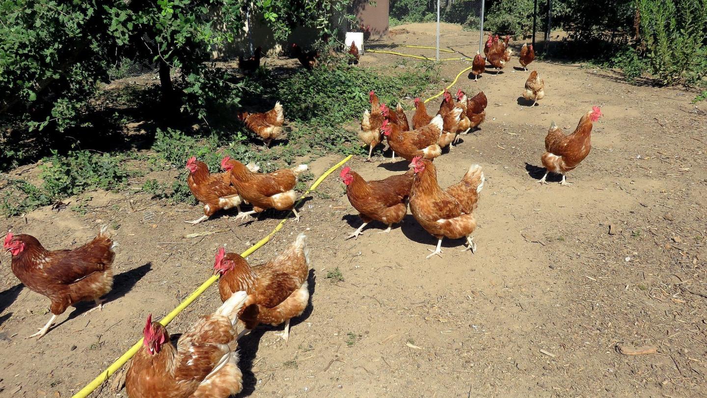 Visite à La ferme du poulet B.O. VarMatin