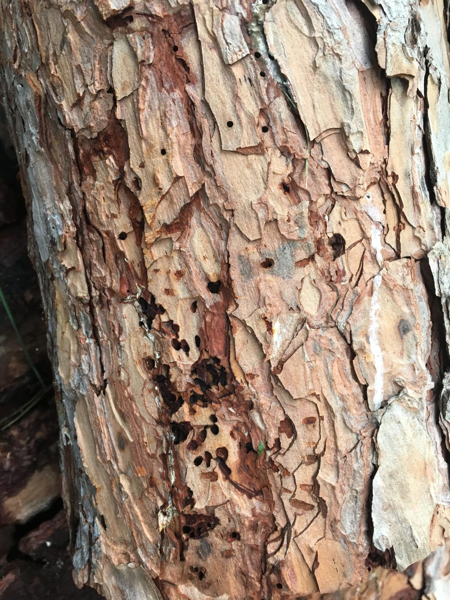 Un insecte ravage les pins parasols du Golfe de SaintTropez voici les