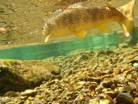 Pêche à la mouche sur le Verdon - Latitude peche