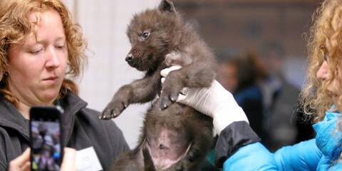 Video Un Bebe Loup Est Ne Au Parc Alpha Et C Est Trop Mignon Nice Matin