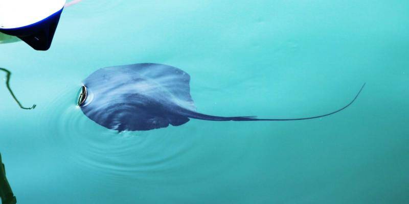 Des raies venimeuses aperçues sur le bord de mer: \