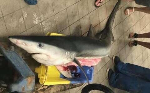 Un homme de 35 ans tué par un grand requin blanc : l'incroyable