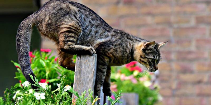 Qu Est Ce Que Le Syndrome Du Chat Parachutiste Nice Matin