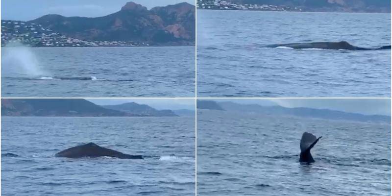 Video Une Baleine Fait Sensation Au Large De Saint Raphael Var Matin