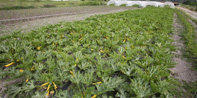 Consumption of local products and secularized agricultural space: “a territorial food project” for the Nice Côte d’Azur Metropolis