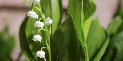 Attention, le muguet peut être toxique