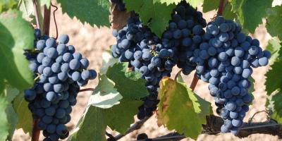 Vol d'une demi-tonne de raisins dans un vignoble au Québec