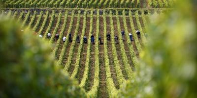 Deux décès en moins d'une semaine parmi les vendangeurs du Beaujolais