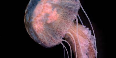 Les méduses sont de retour: ce chercheur azuréen explique pourquoi les éliminer serait une 