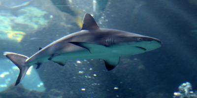 Une baigneuse tuée par un grand requin blanc aux États-Unis
