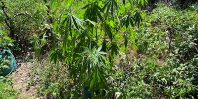 Importante saisie de pieds de cannabis par les gendarmes dans la vallée de la Roya