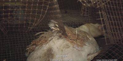 Vidéo de L214 sur un élevage dans les Pyrénées-Atlantiques: la copropriétaire annonce des poursuites