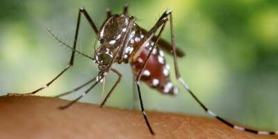 Un cas de dengue autochtone confirmé à Nice