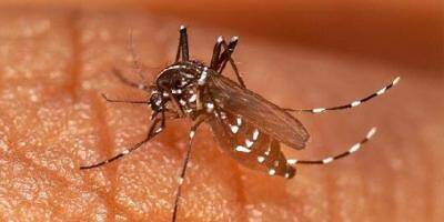 Frelons asiatiques, moustiques et guêpes: les conseils de nos lecteurs pour se débarrasser de ces insectes