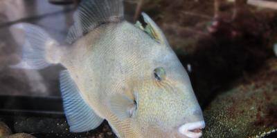 Après le Var, le poisson mordeur sévit dans les Alpes-Maritimes