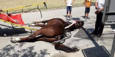 Un cheval traînant une calèche de touristes meurt d'épuisement et de chaleur en Italie