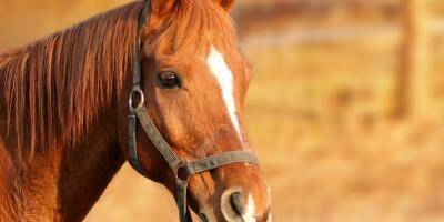 Un cheval retrouvé poignardé et mutilé en Saône et Loire, des dizaines d'actes de barbarie au même mode opératoire recensées en France