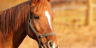 Deux nouveaux cas de chevaux mutilés dans le Jura, l'inquiétude monte