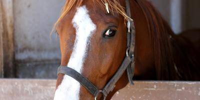 Chevaux mutilés: la gendarmerie du Var donne des conseils aux propriétaires d'équidés