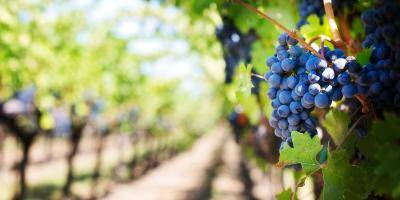 Jean Castex annonce 80 millions d'euros d'aides supplémentaires pour les viticulteurs