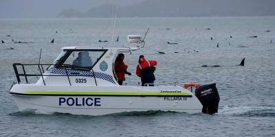 Mort de 380 cétacés coincés dans une baie en Tasmanie, selon un bilan des sauveteurs