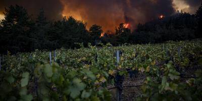 En Californie, les célèbres vignobles de la Napa Valley en proie aux flammes