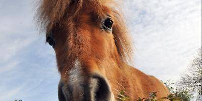 Un poney mutilé dans le Var, la police ouvre une enquête