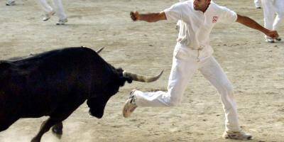 Percuté par un taureau, un raseteur décède lors d'une course camarguaise dans le Gard