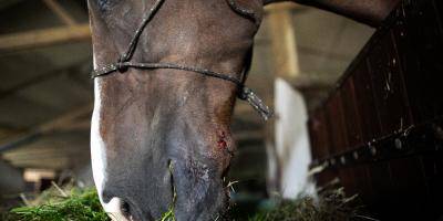 Émasculé, yeux arrachés... Nouvelles mutilations sur un cheval dans l'Hérault