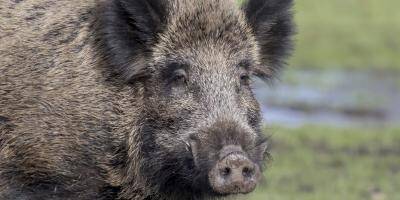 Voici les cinq gestes à observer si vous croisez un sanglier en forêt