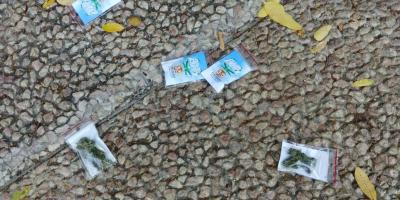 Dans une ville en Israël, il a plu du cannabis