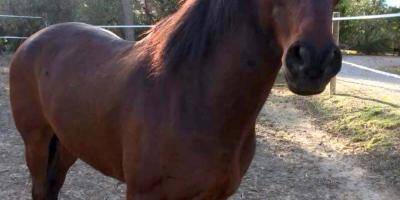 Un cheval victime de sévices à La Garde, la sûreté départementale saisie