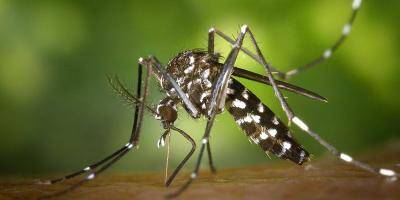 Près d'une vingtaine de cas de dengue importés dans le Var et la saison a risque est loin d'être terminée