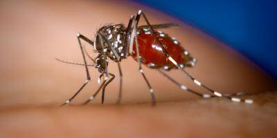 Après la découverte d'un cas de dengue dans le Var, la chasse au moustique tigre est lancée