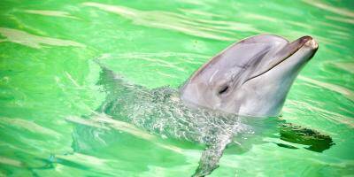 APPEL AUX LECTEURS. Fermeture progressive des delphinariums: votre avis nous intéresse