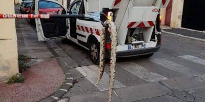 Un python retrouvé dans les rues de Toulon