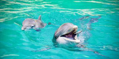 L'Assemblée va voter la fin progressive des animaux sauvages au cirque et dans les delphinariums